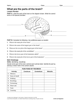 brain worksheet