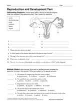 Female Reproductive System Diagram Worksheet