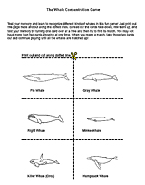 The Whale Concentration Game
