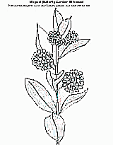 Magical Butterfly Garden: Milkweed