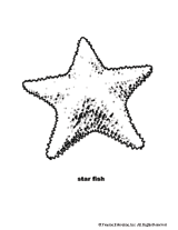 Starfish Coloring Page