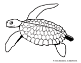 Sea Turtle (Ocean Mobile)
