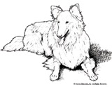 Collie Coloring Page