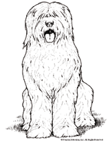 Sheepdog Coloring Page