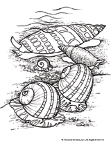 Moons & Miter Shells Coloring Page