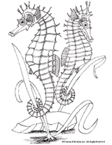 Sea Horses Coloring Page