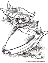 Ear Shells Coloring Page