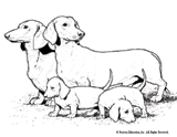 Dachshund Coloring Page