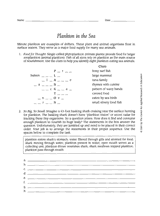 Plankton in the Sea