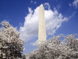 Washington Monument Cherry Blossoms