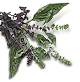 Wild Herbs
