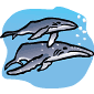 Spring Whale Migrations