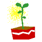 plant.gif