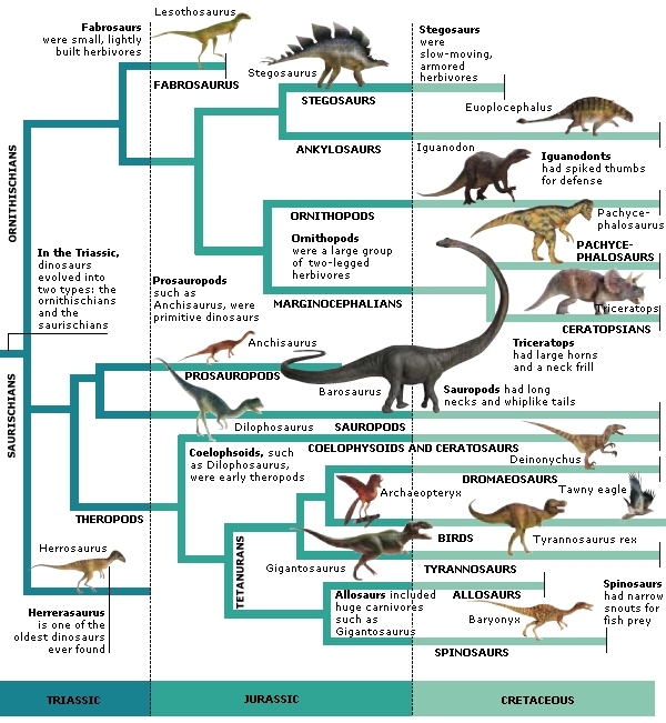 Схема классификации динозавров