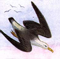 Albatross Flies Off Course