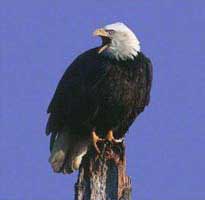 Bald Eagle Removed from Endangered Species List - 98