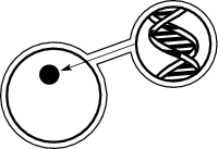 An animal cell containing DNA.