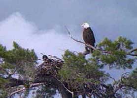 bald eagle with nest