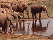herd of elephants at watering hole