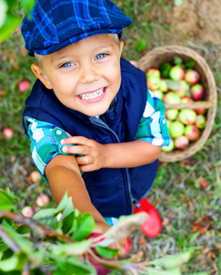Boy apple picking