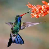 Hummingbird