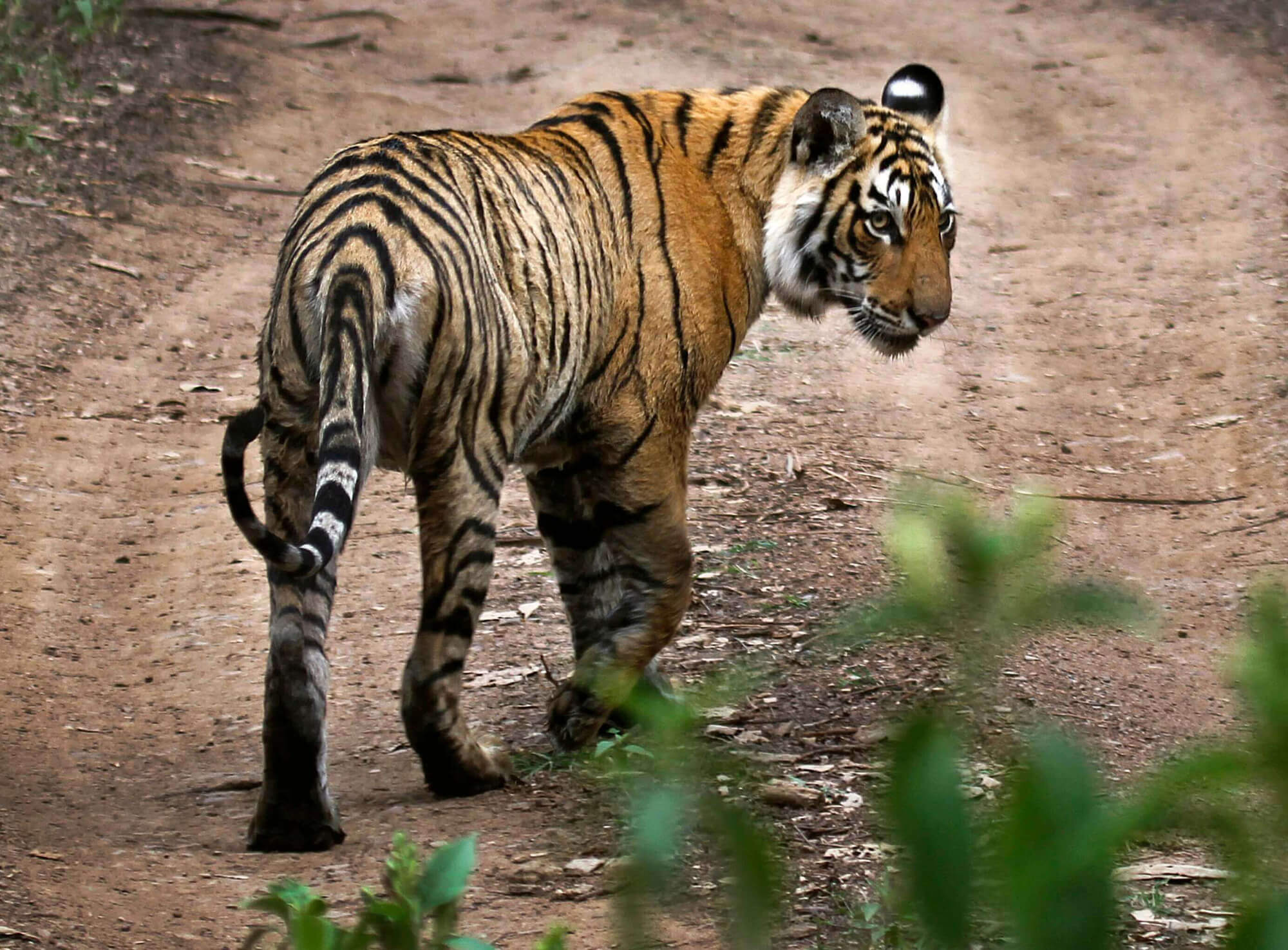 a tiger walks at the Ranthambore National Park in India