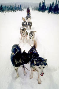 snow dogs