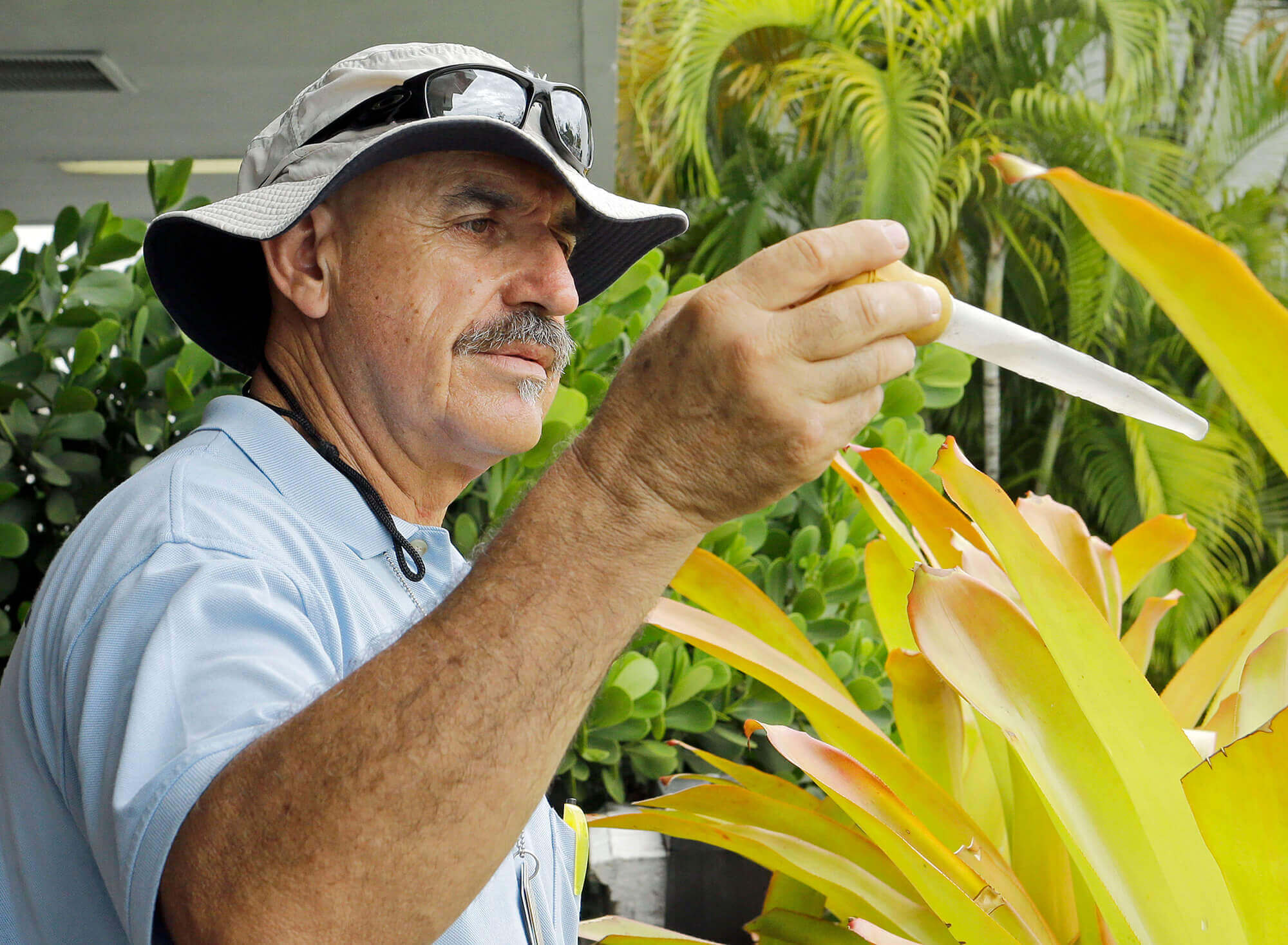 Image of mosquito control inspector testing bromeliads in Miami, Florida