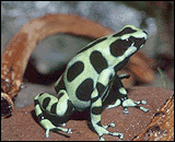Poison-Dart Tree Frogs