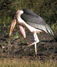 stork