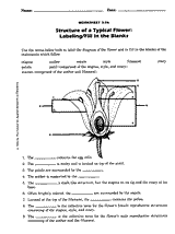 Structure Of A Typical Flower Printable 5th 8th Grade