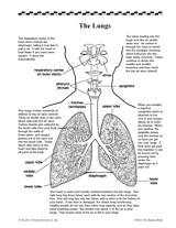 the lungs printable 2nd 5th grade teachervisioncom