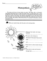 photosynthesis worksheet grade 2