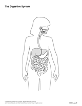 The Digestive System (Blank) Printable Printable (6th - 12th Grade