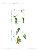 Complete and Incomplete Metamorphosis Printable (6th - 12th Grade ...