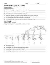 What Are the Parts of a Seed? Science Printable (Grades 6-12