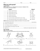 What Are Arthropods? Invertebrates - Science Printable (Grades 6-12
