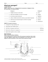 What Are Sponges? Invertebrates - Science Printable (Grades 6-12