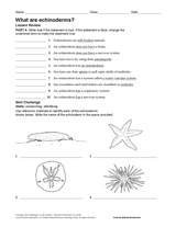 What Are Echinoderms? Invertebrates - Science Printable (Grades 6-12