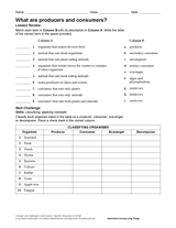 What Are Producers and Consumers? Science Printable (6th-12th Grade