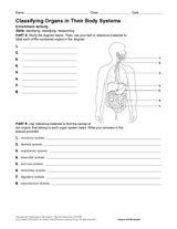 activity classifying organs in their body systems science printable