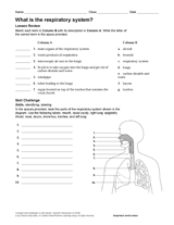 What Is the Respiratory System? Human Body Printable (6th-12th Grade ...