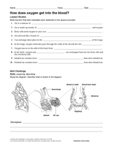 How Does Oxygen Get into the Blood? Human Body Printable (6th-12th ...