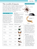 Fast Facts The World Of Insects Printable Grades 3 6 Teachervision Com