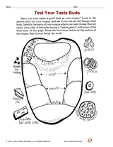 Test Buds Your 3rd worksheets senses five for grade Taste