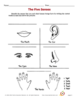 identify  the worksheets school  senses five senses about correct by words writing high the Students five