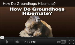 Video: How Do Groundhogs Hibernate?