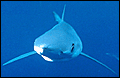 Great White