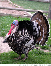 wild turkey