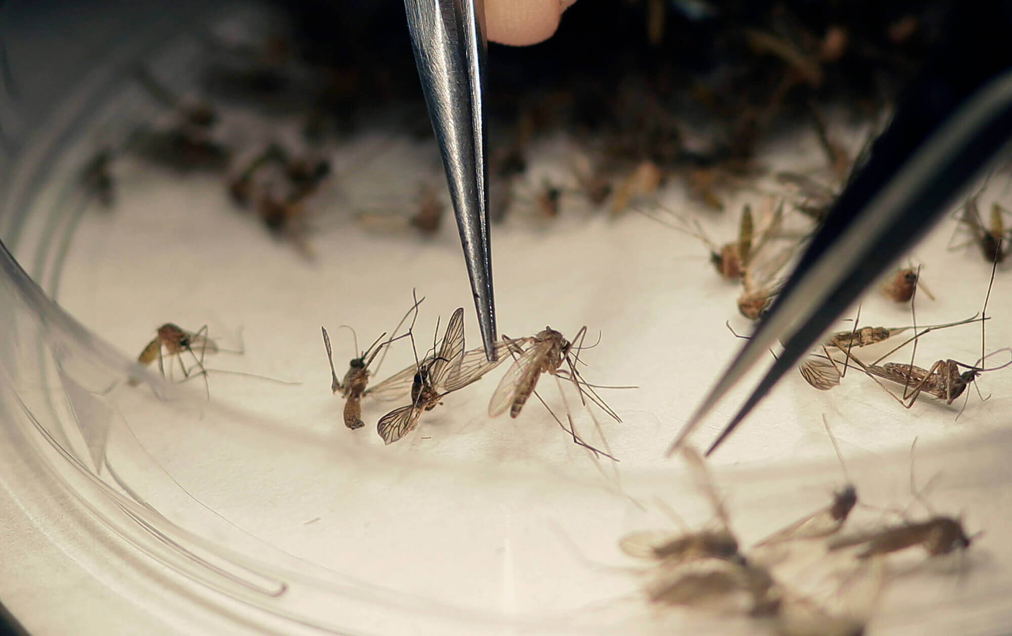 Image of lab scientist sorting mosquitoes